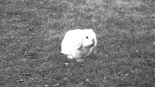 Death Metal rabbit