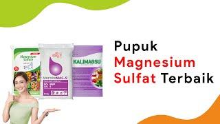 Pupuk Magnesium Sulfat, Musim Hujan Fotosintesis Maksimal Tanpa Bercak