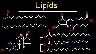 Lipids - Fatty Acids, Triglycerides, Phospholipids, Terpenes, Waxes, Eicosanoids