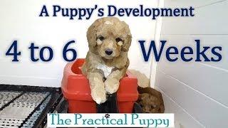 Watching Puppy Grow from 4 to 6 Weeks