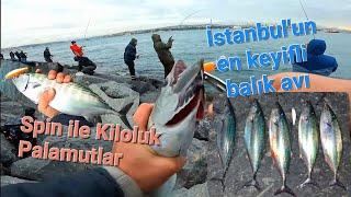 EN KEYİFLİ AVLARDAN BİRİSİ - Spinle Kiloluk PALAMUTLAR - İSTANBUL