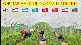 Работа в Англии Кор дар Англия 󠁧󠁢󠁥󠁮󠁧󠁿