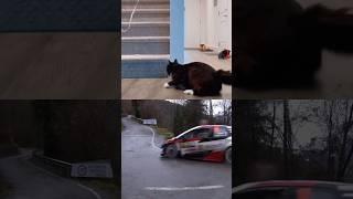 Cat vs Hairpin 