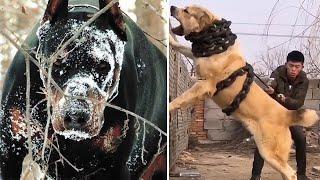 12 Most Illegal Dog Breeds In Action !