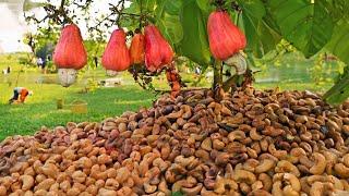 Is this how millions of cashew nuts produce? That's why it's expensive!