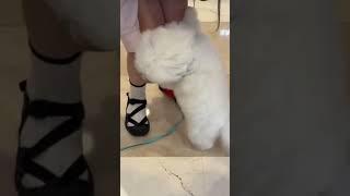 cute dog 2