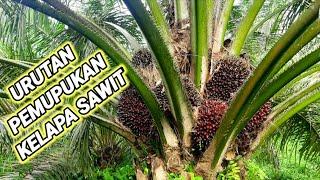 Urutan pemupukan kelapa sawit dalam 1 tahunya,cukup 3 kali dosis 1,5 - 17 kg pertahunya