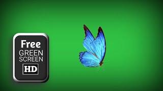 Green screen background butterfly flying | butterfly green screen  | green screen blue butterfly
