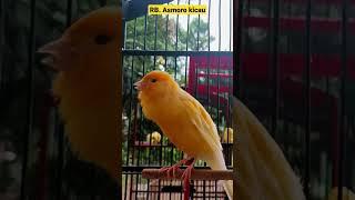 suara kenari gacor dor | kenari mania | kicau mania || canaries singing | canario | yellow canary