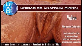 Anatomía de la Vulva - Unidad de Anatomía Digital - Primera Cátedra de Anatomía - FMed - UBA