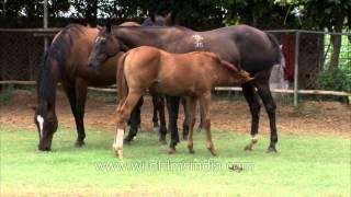 Young horse sucking milk from udder of mare