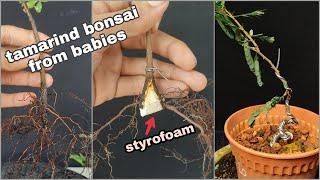 tamarindus indica bonsai | trunk splitting and extremely bending. bonsai asam jawa pecah batang