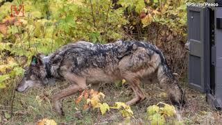 Wolves Air-Dropped into National Park to Limit the Moose Population