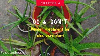 Do & don't with your Aloe Vera plant -chapter 4 \/ winter treatment for aloe vera \/ The Plant House