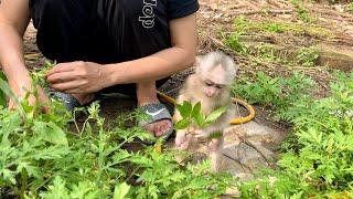 Monkey Abi and her mother went to pick leaves to cook water for bathing