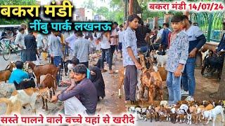 लखनऊ नींबु पार्क बकरा मंडी  |14/07/24 |Bakra Mandi Rate |Bakra Mandi Lucknow