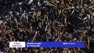 Attenborough's Ant Mountain Trailer