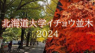 【札幌】秋の一大イベント！北海道大学のイチョウ並木で秋を満喫