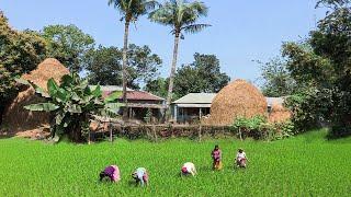 স্নিগ্ধ গ্রাম আমশরা || Panorama Documentary