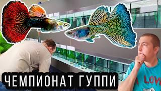 Битва чемпионов: ГУППИ 2024 ️ Борьба за титул лучшей рыбки! Европейский Чемпионат ГУППИ 2024! 4K