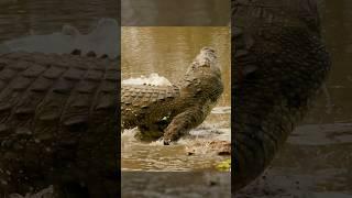 Bowhunting The World Record Crocodile  |BEAST BROADHEADS| #slowmotion #wildlife #archery #slomo