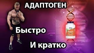 Eleuthero Быстрый и краткий обзор Элеутерококк