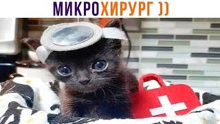 ПУШИСТЫЙ МИКРО-ЧЕЛИК ))) Приколы с котами | Мемозг 1268