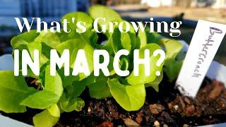 Here is What I'm growing in March- Week 1 Zone 7B Virginia Gardening