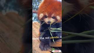 Some Facts About Red Pandas #shorts #ytshorts #pets #panda #PetoPia #nature