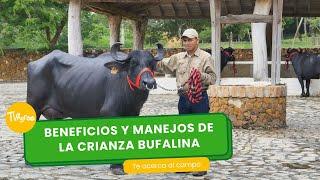 Beneficios y manejo de la crianza Bufalina- TvAgro por Juan Gonzalo Angel Restrepo