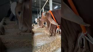 The shepherd is eating beautifully, with the ox's nose and mouth submerged#bull #eating #viralvideo