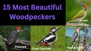 15 Most Beautiful Woodpeckers