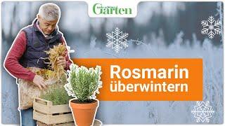 Rosmarin überwintern | Profi-Tipps für Topf & Beet