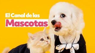 El Canal de las Mascotas | Ya disponible en Chile