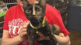 Sunny, 4-month-old kitten is looking for a home