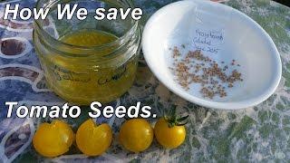 How we save tomato seeds & a few other seed saving tips.