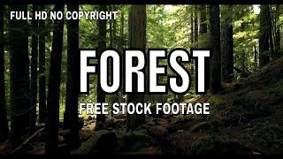 Royalty Free Full HD Forest Stock Footage || Forest Footage Video Collection No Copyright