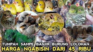 SAMPE TUMPAH BURUNG LOLOHAN  ! HARGA NGABISIN DARI 45 RIBU DI KIOS SAPI'I PASAR BURUNG PRAMUKA