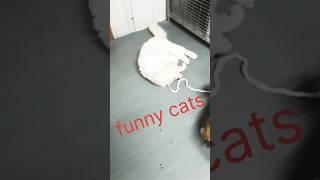 baby cats funny shorts  #reels #cat #funny #shortvideo