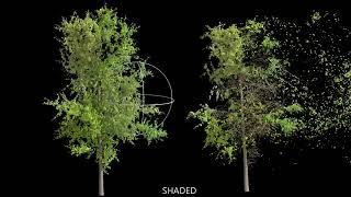 Softimage Trees simulation