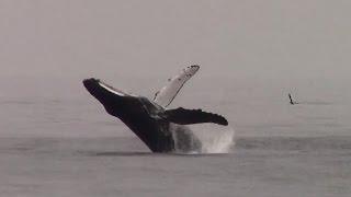 9.7.14 Breaching Humpback Whales #Monterey