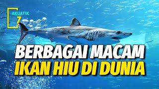 15 JENIS IKAN HIU TERKENAL YANG ADA DI DUNIA | AKUATIK7