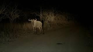 South Africa Sunset Safari