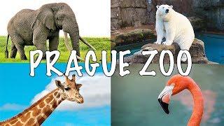 Prague Zoo - One of the Best in Europe