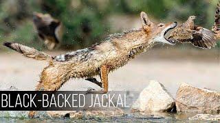 BLACK-BACKED JACKAL: The most arrogant and resourceful Dog in Africa!