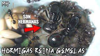 2 Hormigas Reinas hermanas empiezan a crear su hormiguero ️ El Mundo de las hormigas - Messor ants