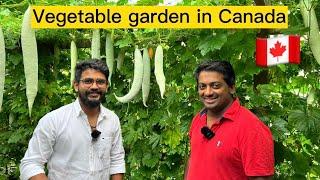 കാനഡയിലെ തനി നാടൻ കൃഷിത്തോട്ടം | Vegetable garden | Canada | backyard | Summer in Canada | Nature |