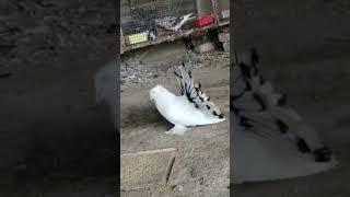 Masakali kabutar dance  #shorts #pigeon #kabutar