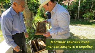 Пчеловодство в Тайланде. Часть 2. Чиангмай. Supha Bee Farm