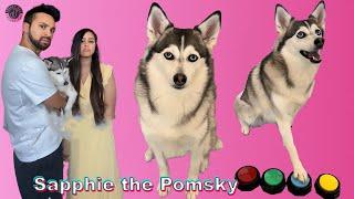 *1 HOUR* Sapphie the Pomsky TikTok Compilations 2024 | Best @sapphie_the_pomsky TikTok Videos